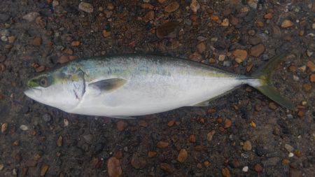 太刀魚&サビキ~ののませ!