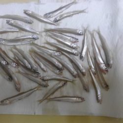 今期初ワカサギ