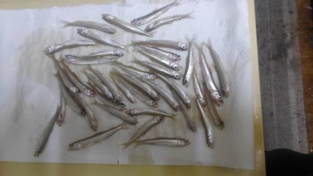 今期初ワカサギ