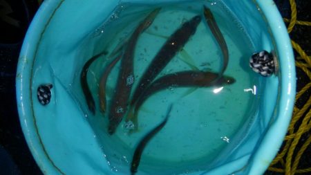 ショアジギボウズ