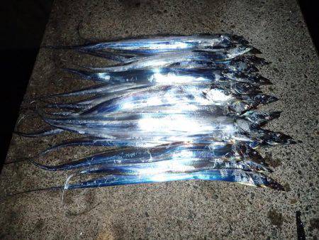 本日もたまや渡船で沖堤防♪