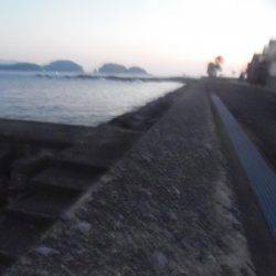 サンバソウとコッパグレばかり