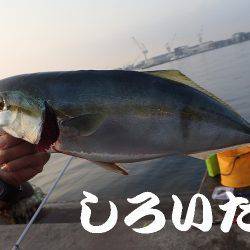 タチウオ、アジ、サバ、ツバスまで。