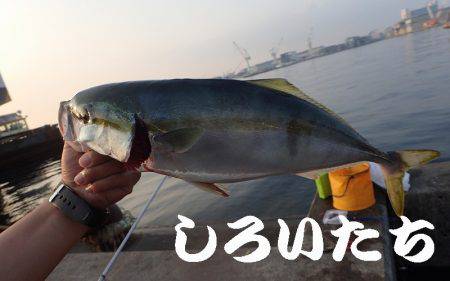 タチウオ、アジ、サバ、ツバスまで。