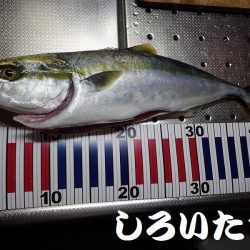 良型アジとタチウオ＋ハマチ