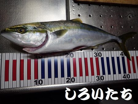 良型アジとタチウオ＋ハマチ