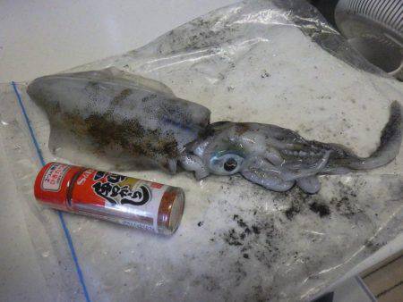 2日連続ティップラン