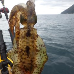 ティップランエギング