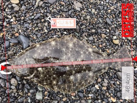 石津、太刀魚好調