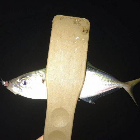 タチウオ・サゴシ・ツバス