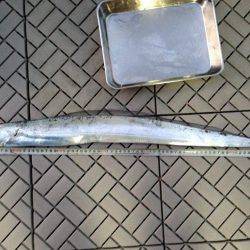 石津浜　４日連荘絶好調