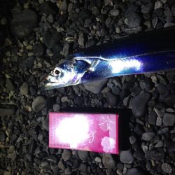 太刀魚　連日釣果がありすぎて載せきれません