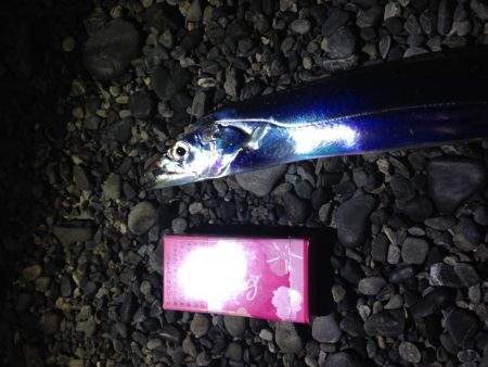 太刀魚　連日釣果がありすぎて載せきれません