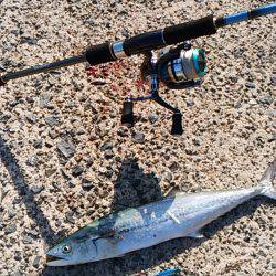 宮津サゴシ&クロダイ