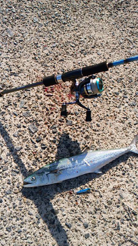 宮津サゴシ&クロダイ