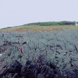 小さくても青物