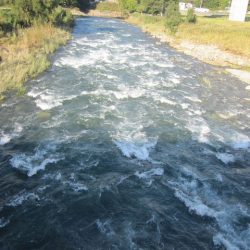 狩野川(狩野川漁業協同組合) 釣果