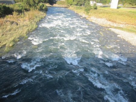狩野川(狩野川漁業協同組合) 釣果