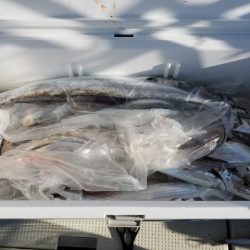 遊漁船 ニライカナイ 釣果