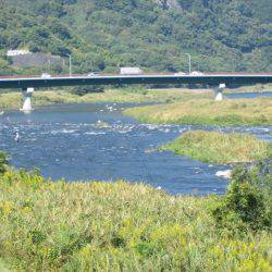 狩野川(狩野川漁業協同組合) 釣果