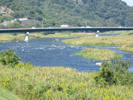 狩野川(狩野川漁業協同組合) 釣果