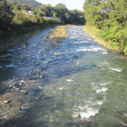 狩野川(狩野川漁業協同組合) 釣果