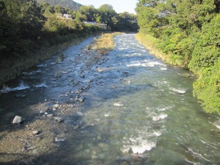 狩野川(狩野川漁業協同組合) 釣果