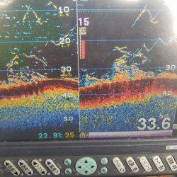 遊漁船 ニライカナイ 釣果