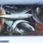 フィッシング太陽 釣果