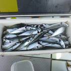 フィッシング太陽 釣果