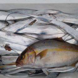 暁〜akatsuki〜 釣果