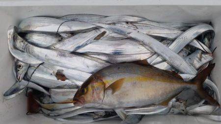 暁〜akatsuki〜 釣果