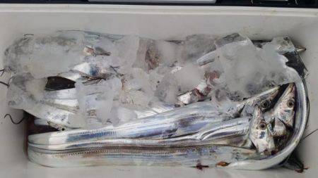 暁〜akatsuki〜 釣果