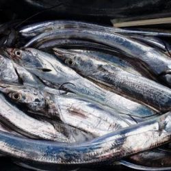 暁〜akatsuki〜 釣果