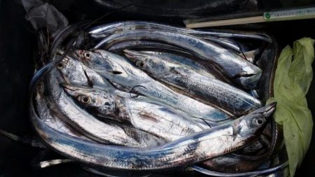 暁〜akatsuki〜 釣果