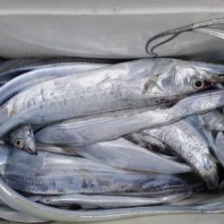 暁〜akatsuki〜 釣果