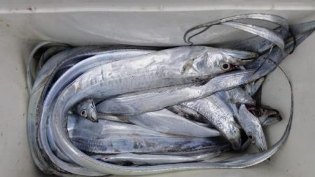 暁〜akatsuki〜 釣果