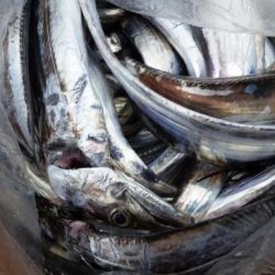 暁〜akatsuki〜 釣果