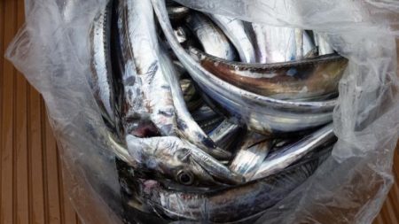 暁〜akatsuki〜 釣果