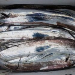 暁〜akatsuki〜 釣果