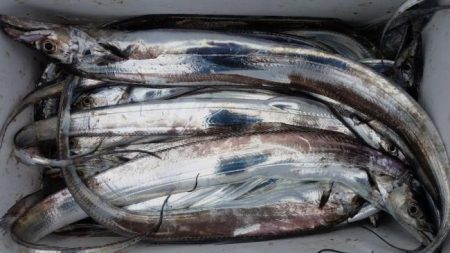 暁〜akatsuki〜 釣果