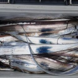 暁〜akatsuki〜 釣果