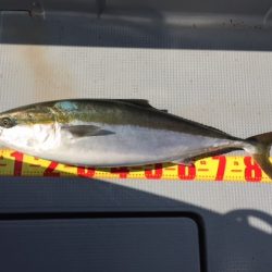 遊漁船高橋 釣果