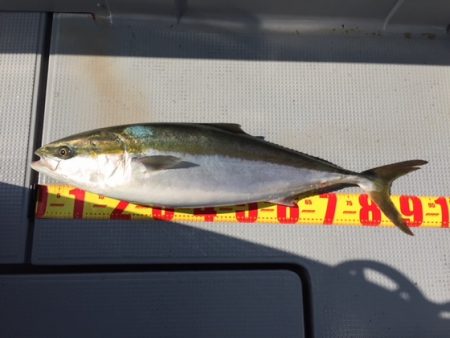 遊漁船高橋 釣果