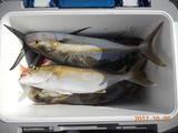 神野渡船　神漁丸 釣果