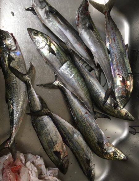 ショアジギング