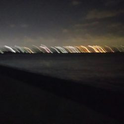 風が強かったですが、牙族は居ました