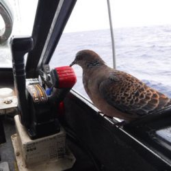 オーシャンパイオニア 釣果