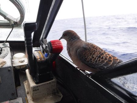 オーシャンパイオニア 釣果