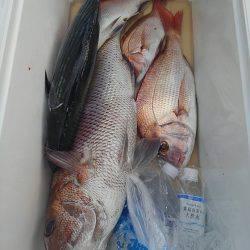 遊漁船 新鋭丸 釣果